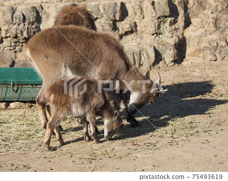 Parents and children of Himalayan Tahr in Nanki Shirahama Adventure World 75493619