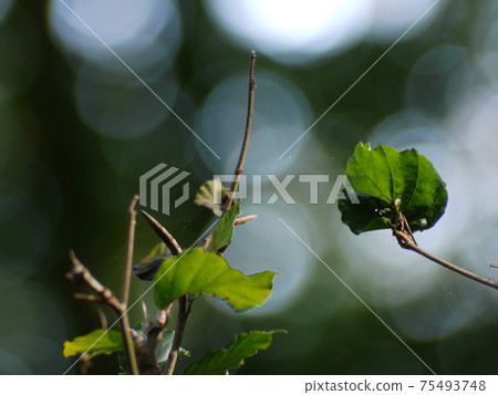 nature nature 75493748