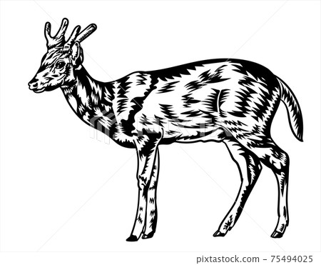 Deer, black silhouette drawing, 75494025