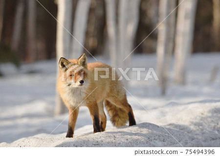 北極狐走在冬季森林（北海道） 75494396