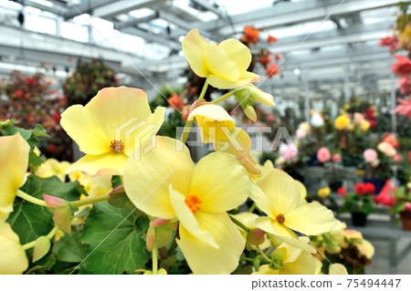 Lemon yellow and white begonia flower bed 75494447