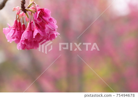 Cold early blooming cherry blossoms 75494678