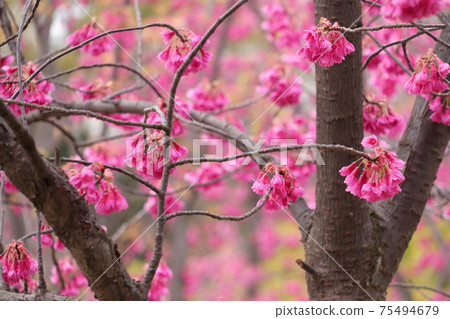 Cold early blooming cherry blossoms 75494679