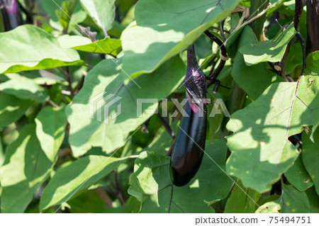 Cultivation of eggplant (August) Home garden agriculture Cultivation of eggplant (August) Home garden agriculture 75494751