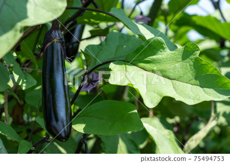 茄子栽培（8月）家庭花園農業 75494753