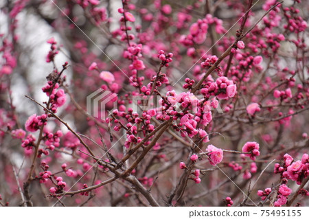 Plum blossoms at Matsuyama Shrine in Osaka 75495155