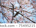 Bulbul perching on a twig of cherry blossoms in full bloom 75495215