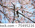 Bulbul pecking cherry blossoms in full bloom 75495216