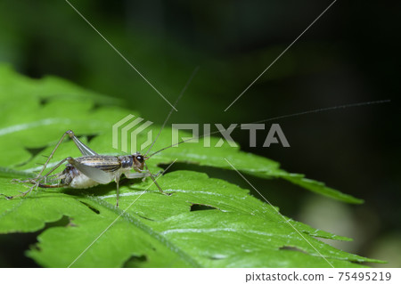Insects resting on leaves Insects resting on leaves 75495219