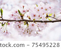 Innumerable pale cherry blossoms blooming from one branch 75495228