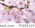 Pink cherry blossoms that have begun to open all at once 75495229