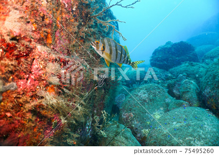 Takanohadai (Takaba bream) 75495260