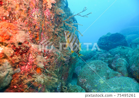 Takanohadai (Takaba bream) 75495261