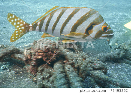 Takanohadai (Takaba bream) Takanohadai (Takaba bream) 75495262