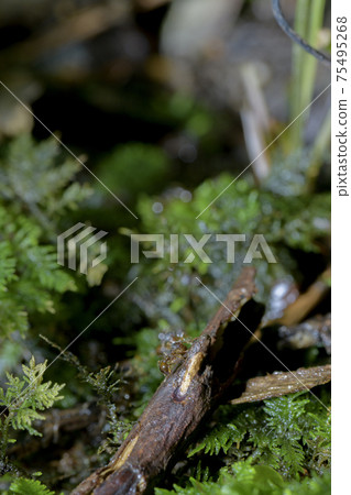 Shinobu moss and ants Shinobu moss and ants 75495268