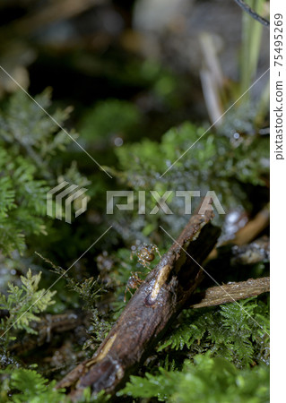 Shinobu moss and ants Shinobu moss and ants 75495269