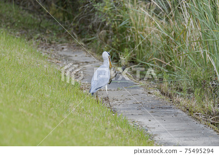Gray heron eating an exotic bullfrog Gray heron eating an exotic bullfrog 75495294