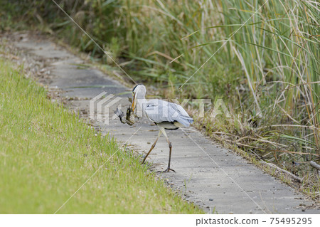 Gray heron eating an exotic bullfrog 75495295