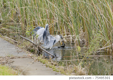 Gray heron eating an exotic bullfrog Gray heron eating an exotic bullfrog 75495301