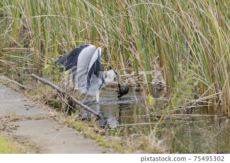 Gray heron eating an exotic bullfrog Gray heron eating an exotic bullfrog 75495302