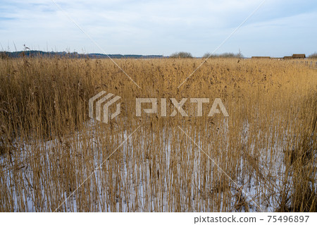Tall grass in a marshy wetland. Ice and snow. Picture from Lund, Sweden Tall grass in a marshy wetland. Ice and snow. Picture from Lund, Sweden 75496897