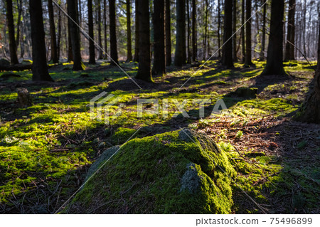 A picture of a pine forest in beautiful early morning light. A stone with green moss in the foreground A picture of a pine forest in beautiful early morning light. A stone with green moss in the foreground 75496899