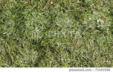 Green grass trimmings or mulch, seamless background 75497096