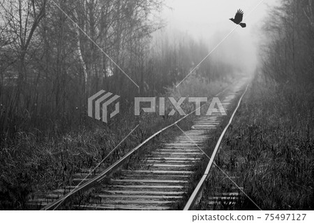 Crow flies over empty abandoned railway Crow flies over empty abandoned railway 75497127