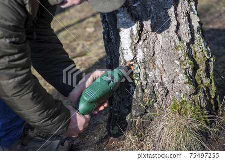 Man making a hole drilling a tree. Birch sap tapping in the spring. Man making a hole drilling a tree. Birch sap tapping in the spring. 75497255