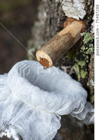 Droplet of birch sap dripping from a tap into a jar. Wooden tap with drop in tree trunk. Droplet of birch sap dripping from a tap into a jar. Wooden tap with drop in tree trunk. 75497288