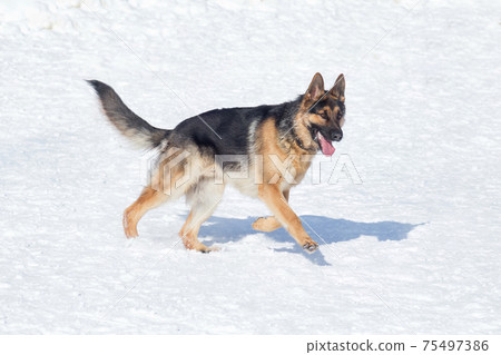 Cute german shepherd dog puppy on white snow. 75497386