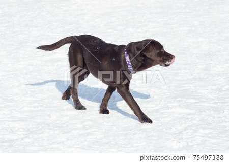Chocolate labrador retriever walking on white snow 75497388