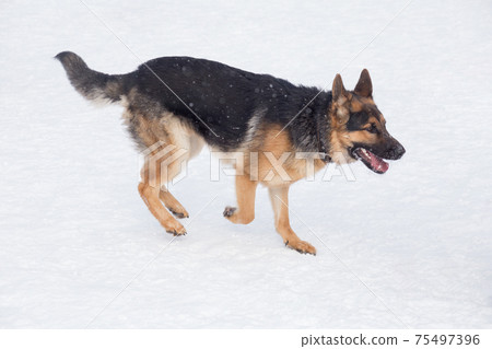 German shepherd dog puppy is running on white snow German shepherd dog puppy is running on white snow 75497396