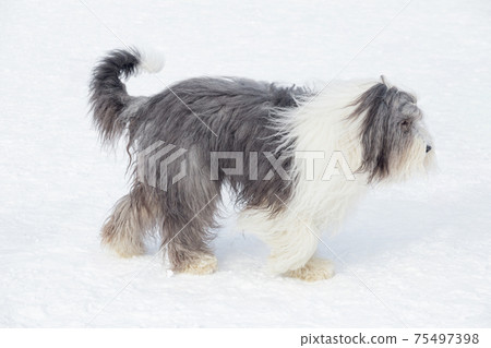 Cute bobtail sheepdog is walking on white snow. 75497398