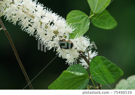 Cetoniinae sucking the nectar of Actaea simplex 75498539