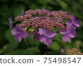Mountain hydrangea under the rainy season 75498547