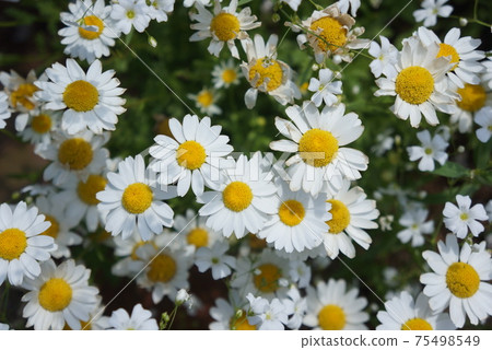 Margaret taken from above Margaret taken from above 75498549