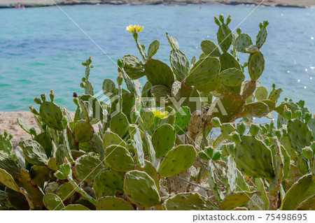 Prickly Pear Cactus with Yellow Flowers near Cyprus Nissi beach, Ayia Napa. Opuntia, ficus-indica, Indian fig opuntia, barbary fig, blooming cactus pear Prickly Pear Cactus with Yellow Flowers near Cyprus Nissi beach, Ayia Napa. Opuntia, ficus-indica, Indian fig opuntia, barbary fig, blooming cactus pear 75498695