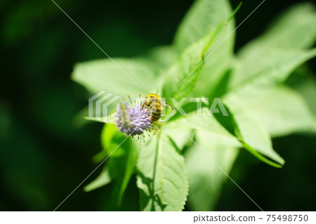Male bumblebee sucking the nectar of Veronicastrum japonicum Male bumblebee sucking the nectar of Veronicastrum japonicum 75498750