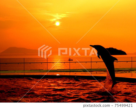 Sunset and dolphin 75499421