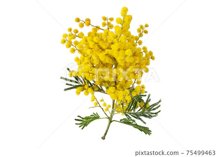 Wattle tree or mimosa yellow flowers isolated on white Wattle tree or mimosa yellow flowers isolated on white 75499463