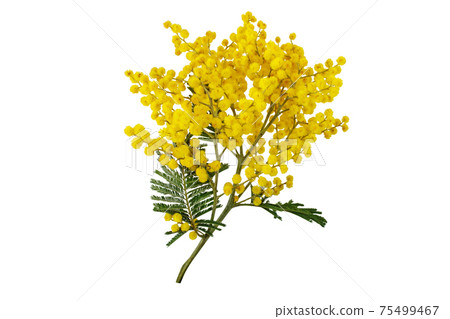 Acacia dealbata or mimosa yellow flowers isolated on white Acacia dealbata or mimosa yellow flowers isolated on white 75499467