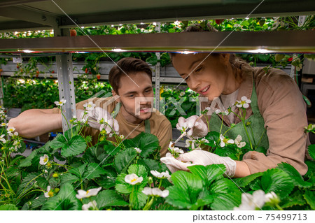 Young female worker of vertical farm showing male colleague how to pollinate strawberry seedlings Young female worker of vertical farm showing male colleague how to pollinate strawberry seedlings 75499713
