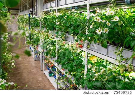 Rows of seedlings of various sorts of garden strawberries growing on shelves of vertical farm Rows of seedlings of various sorts of garden strawberries growing on shelves of vertical farm 75499736