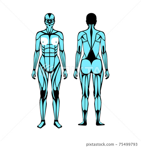 Human muscular system 75499793