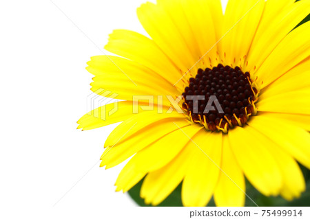 Calendula 75499914