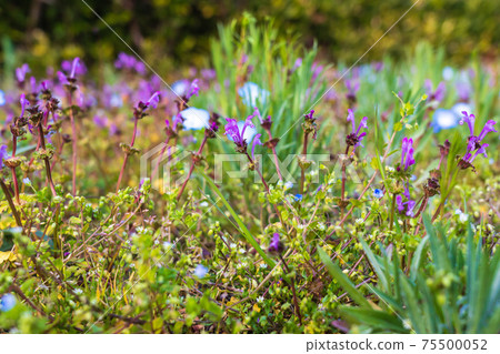 Spring wildflower Nemophila henbit Spring wildflower Nemophila henbit 75500052