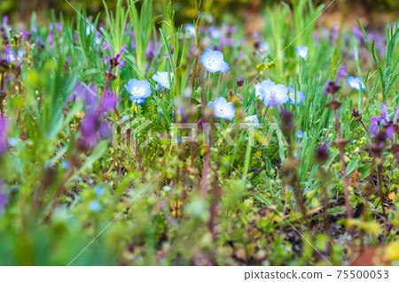春季野花Nemophila henbit 春季野花Nemophila henbit 75500053