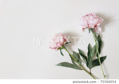 Feminine styled stock photo with pink peony flowers and green leaves isolated on white table background. Flat lay, top view. Floral pattern, corner composition. No people. Feminine styled stock photo with pink peony flowers and green leaves isolated on white table background. Flat lay, top view. Floral pattern, corner composition. No people. 75500054