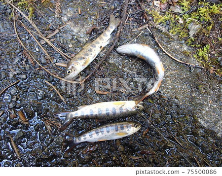 Satoyama Satoyama 75500086